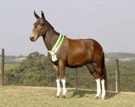 cruzamento de mula com cavalo|Confira os cruzamentos equinos que você não conhecia